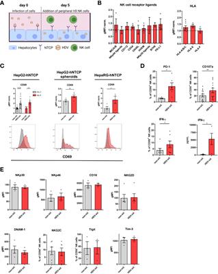 Hepatitis D infection induces IFN-β-mediated NK cell activation and TRAIL-dependent cytotoxicity